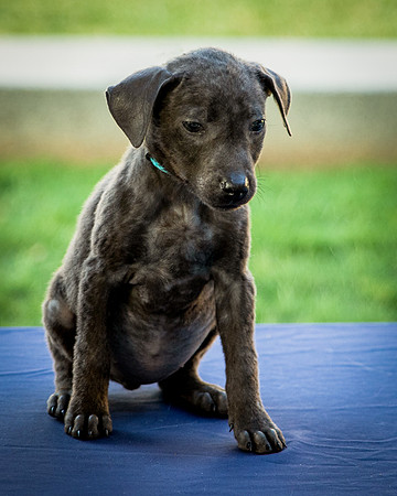 Foster Rigley-0065