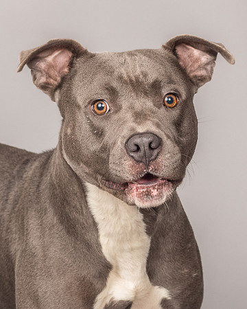 Foster Cobalt-2312