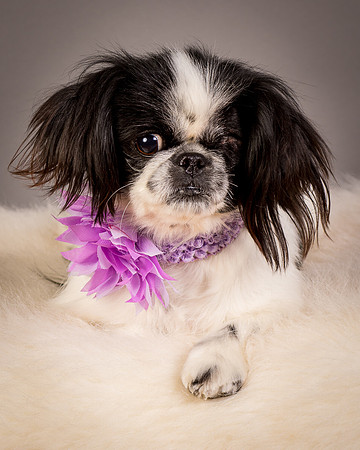 Foster Gypsy Rose-7965