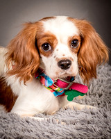 Foster josephina-3698