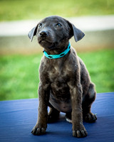 Foster Rigley-0053