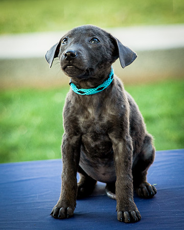 Foster Rigley-0053