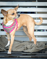 Foster Metta-9845
