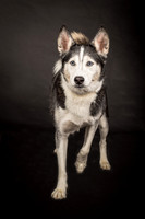 Bella-2441