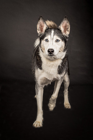 Bella-2441