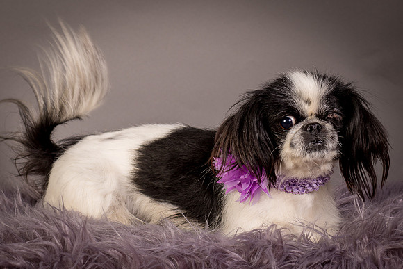 Foster Gypsy Rose-7900