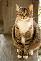 Darlington  Cats-9437