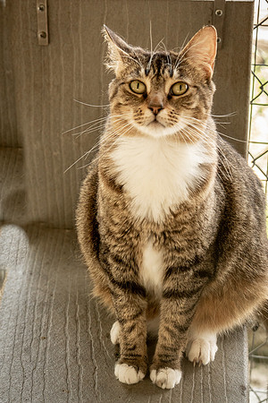 Darlington  Cats-9437