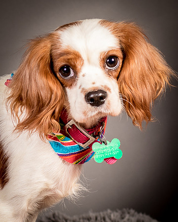 Foster josephina-3691