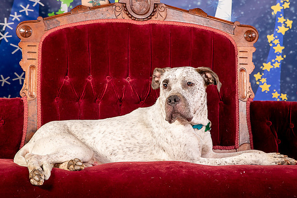 Foster Sylvester-0985