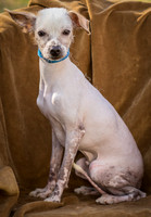 Foster Dobby-8755