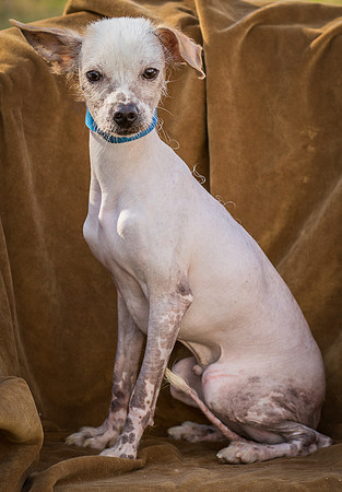 Foster Dobby-8755