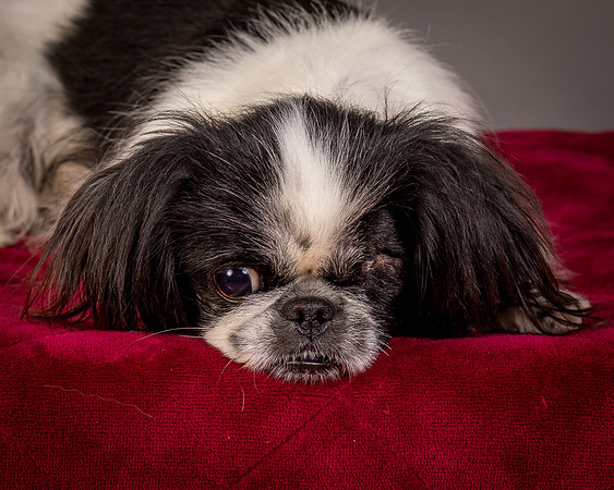 Foster Gypsy Rose-7747