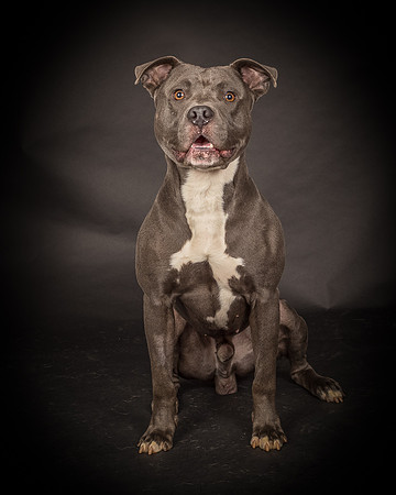 Foster Cobalt-2355