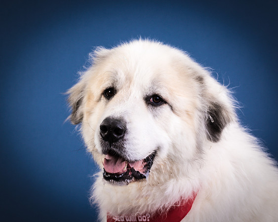 Foster Thor-3856