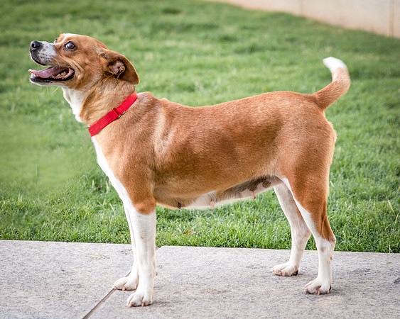 Foster Posie-9733