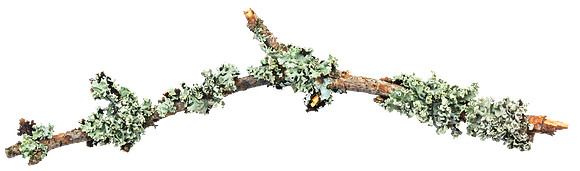 Stick_1