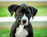 Foster Lola-9888