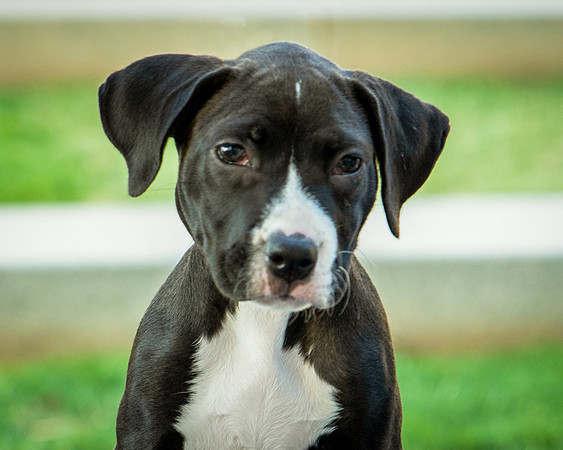Foster Lola-9888