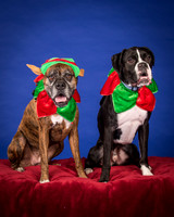Brown-Jade and Louie-7332