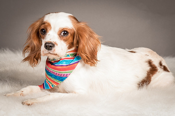 Foster josephina-4085