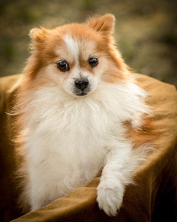Foster Kermit-8949