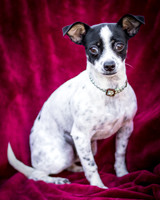 Foster Haylie-3986