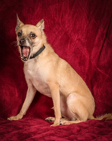 Foster Kiwi-8379
