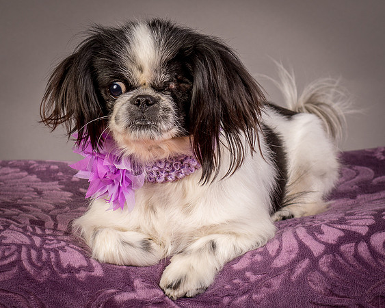 Foster Gypsy Rose-7995