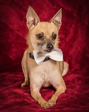 Foster Kiwi-8700