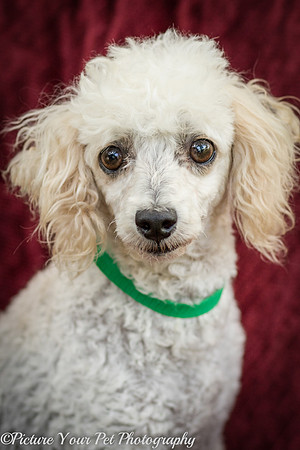 Foster Betty White-3052