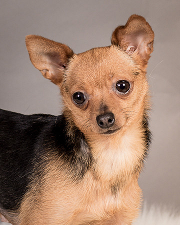 Foster Pixie-3457
