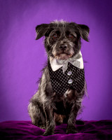 Foster Phoenix-5105