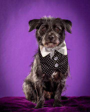 Foster Phoenix-5105