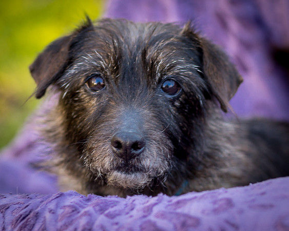 Foster Inky-4182