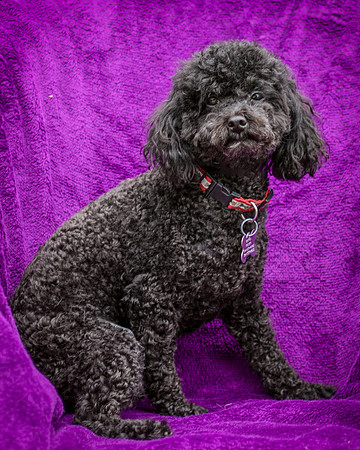 Foster Mindy-7317