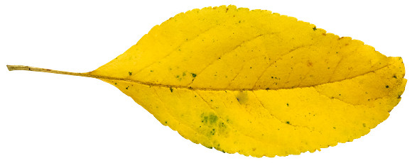 Leaf_1