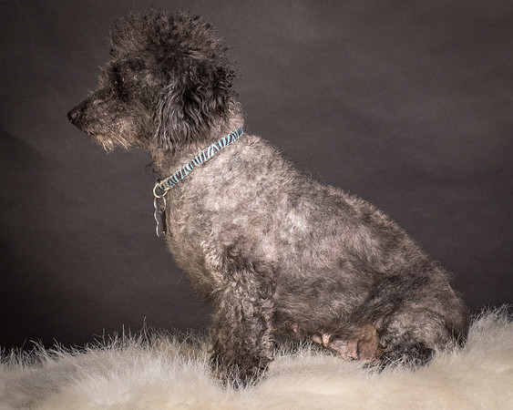 Foster Mokey-1738