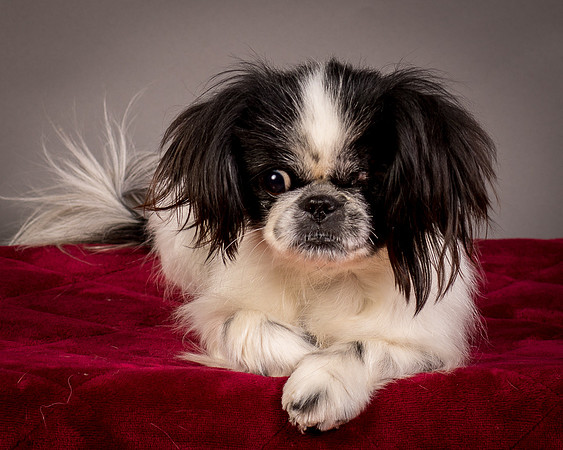 Foster Gypsy Rose-7798