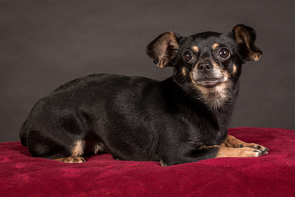 Foster Pansy-9476