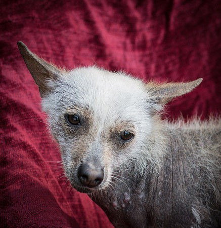 Foster Jillian-8603