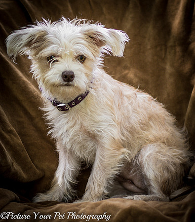 Foster Limerick-3537