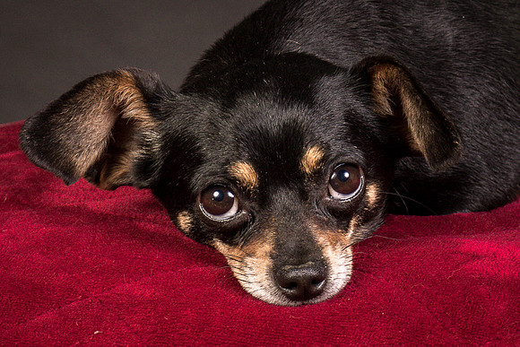 Foster Pansy-9459