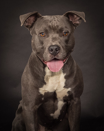 Foster Cobalt-2390