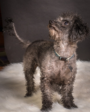 Foster Mokey-1823