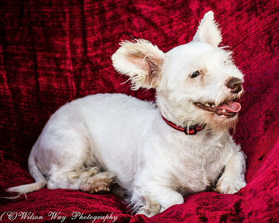 Foster Bambi-4046