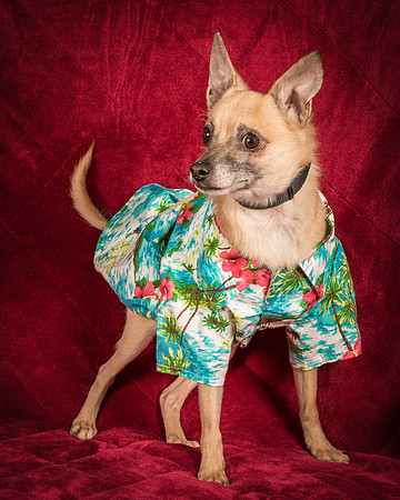 Foster Kiwi-8543