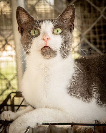 Darlington  Cats-9510