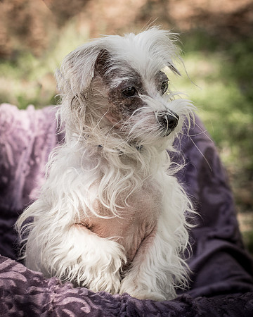 Foster Zuzu-6338