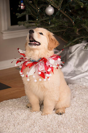 Wilson Family Holiday 2014-9882